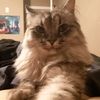 charlie_law